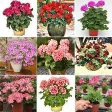 Geranium Apple Blossom Flower Seeds for Planting - NON GMO Seeds Dhara Seeds