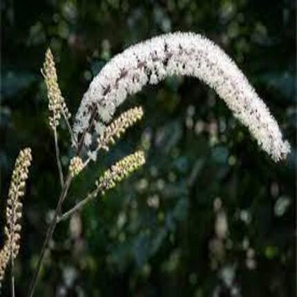 Black Cohosh White - Heirloom, Non - Gmo Seeds