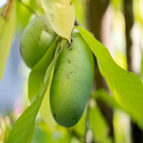 Asimina Triloba Fruit Green - Heirloom, Non - Gmo Seeds
