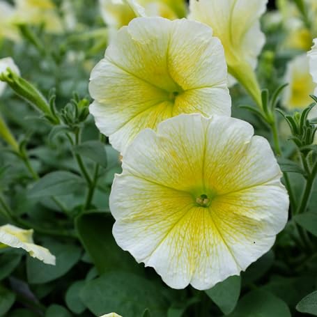Yellow White Surfinia Flower