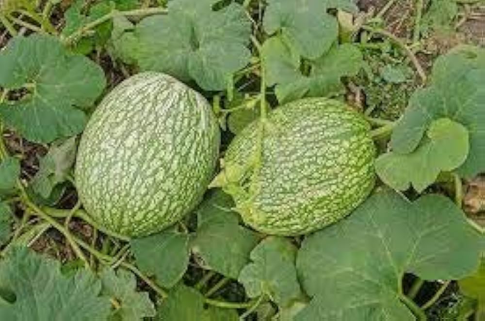 Shark Fin Melon Cucumis melo Seeds for Planting in Vegetable Patch