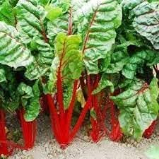 Rhubarb Rheum rhabarbarum seeds for garden planting