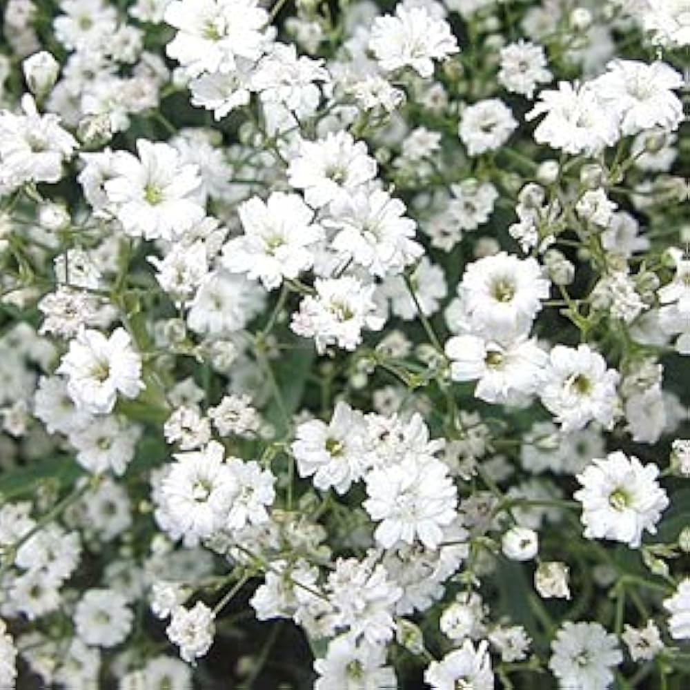 Red Babys' Atem Gypsophila Elegans Flower Seeds for Delicate, Airy Blooms in the Garden
