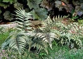Japanese Painted Fern Plant Seeds for Planting heirloom & Non-GMO Seeds Dhara Seeds