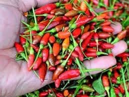 Mixed Capsicum Capsicum spp. seeds for garden planting