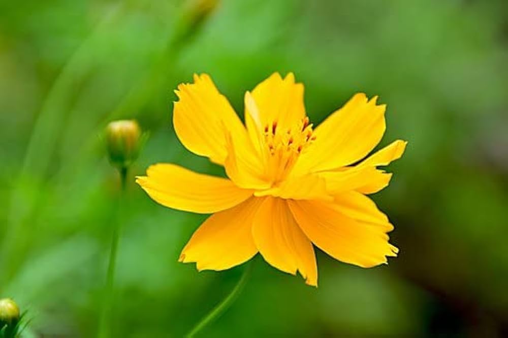Cosmos Bright Lights Sulphur orange yellow flowers garden