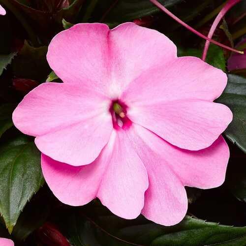 Impatiens Flower Pink - Heirloom, Non - Gmo Seeds