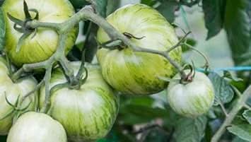 Tomato Seeds for Planting