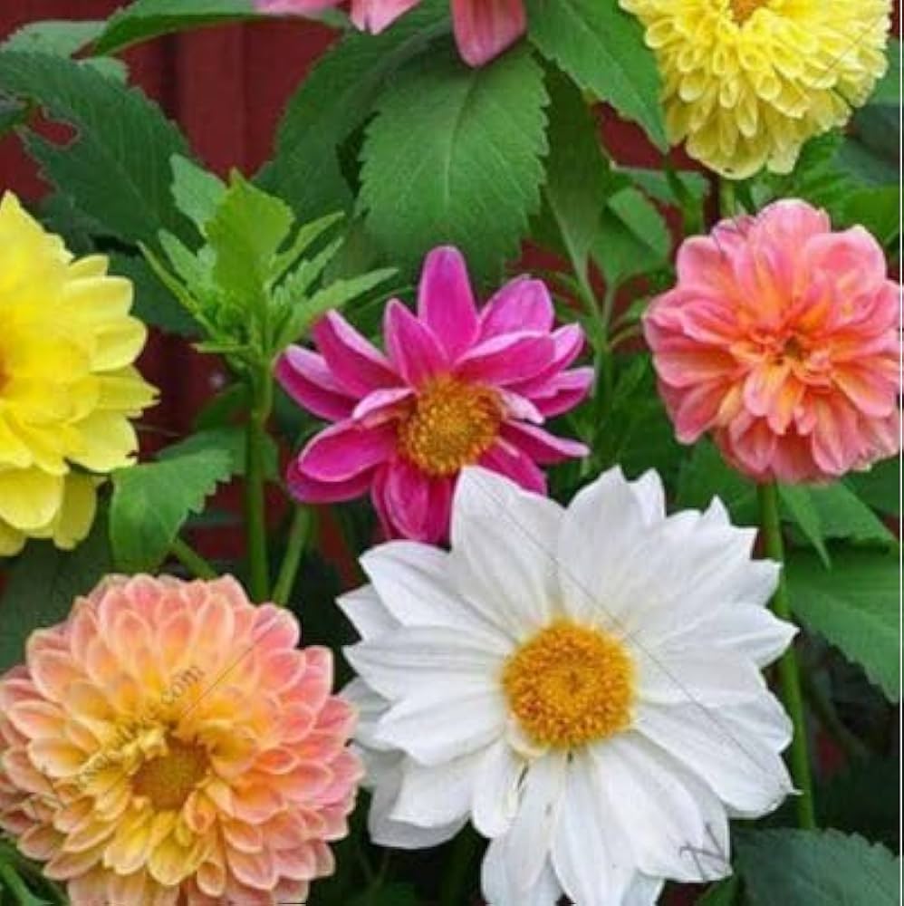 Dahlia Unwins Mix Flower Seeds
