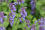 Catnip Nepeta cataria for planting in herb garden