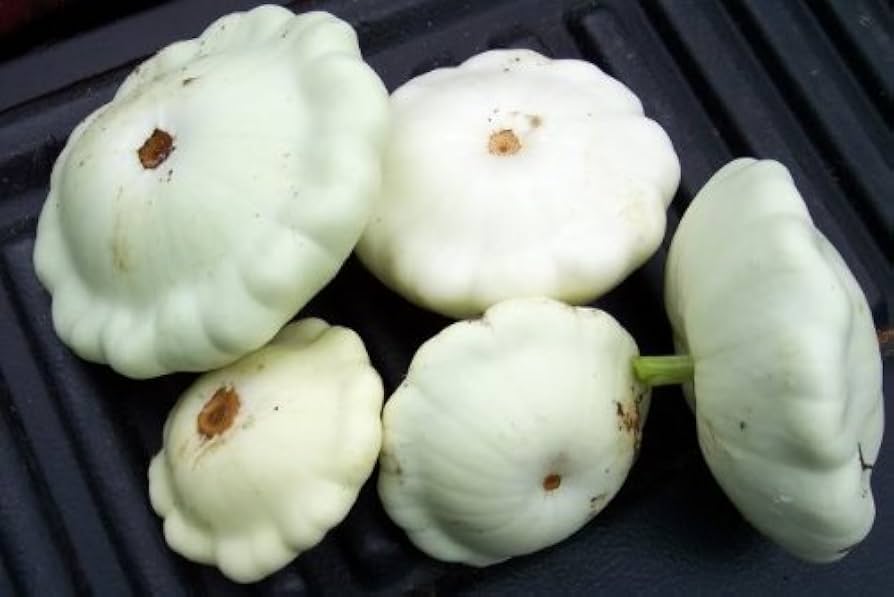 Heirloom Early White Bush Scallop Patty Pan Squash - Seeds for Delicious & Tender Squash Harvests