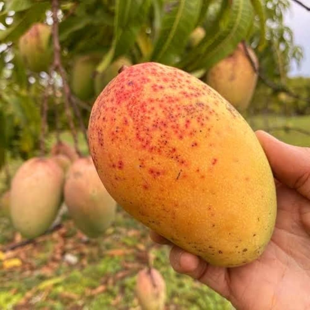 Rosigold Mango – Early Season Mango with Sweet & Aromatic Flavor