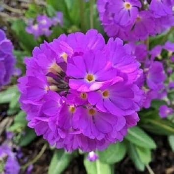 Primula Flower Seeds for Planting, Purple Malacoides, 100 pcs
