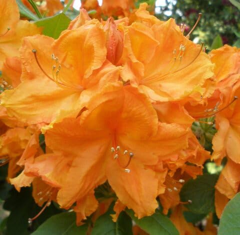 Orange Azalea Flower