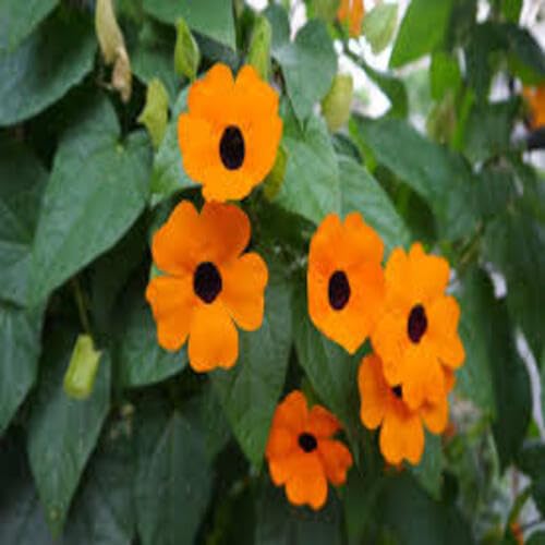 Orange Thunbergia Flower - Heirloom, Non - Gmo Seeds