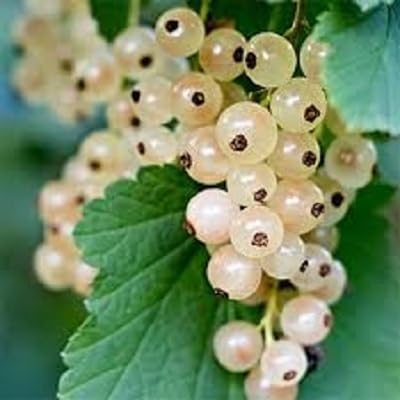 White Gooseberry Fruit