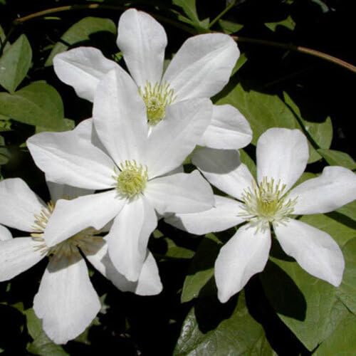 White Clematis Autumn Flower - Heirloom, Non - Gmo Seeds