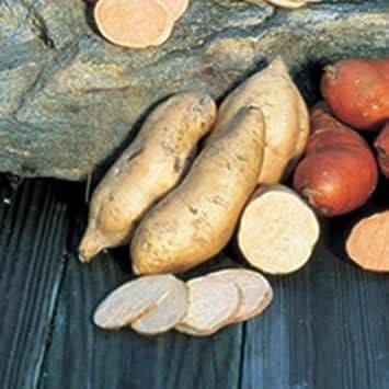 Brown white sweet potato Ipomoea batatas seeds for planting in vegetable garden