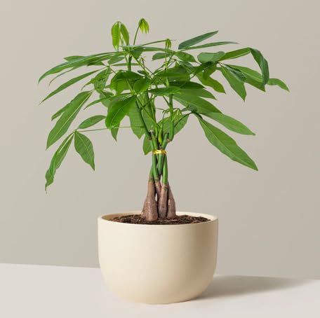 Green Money Tree - Heirloom, Non - Gmo Seeds
