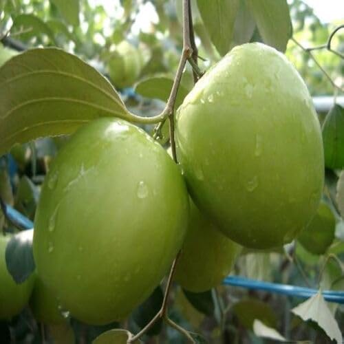 Jujube Fruit Green