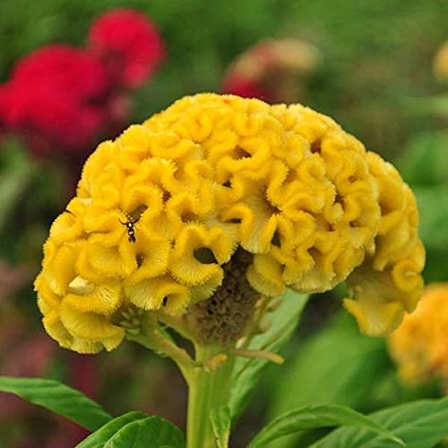 Celosia argentea yellow mixed seeds for planting in home garden
