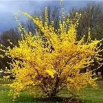 Trifoliate Forsythia Flower Seeds for Planting - NON GMO Seeds for planting in home garden