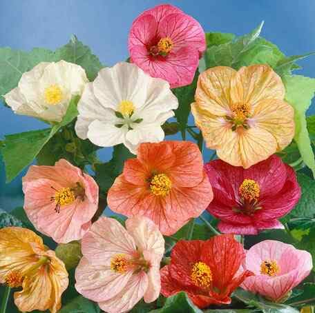Mixed Flower - Heirloom, Non - Gmo Seeds