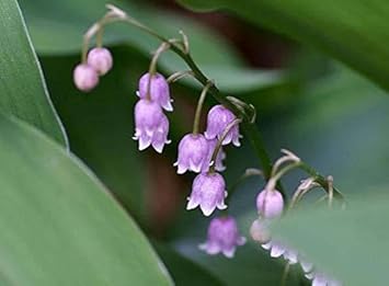 Purple Bell Orchid Flower Seeds for Planting seeds for planting in home garden