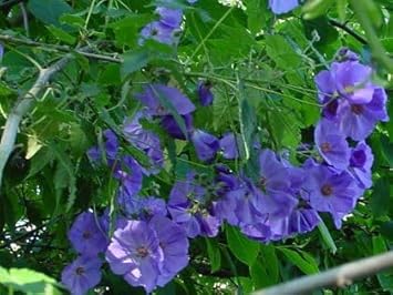 Heirloom Non-GMO Blue Abutilon Striatum Flower Seeds for Planting seeds for planting in home garden