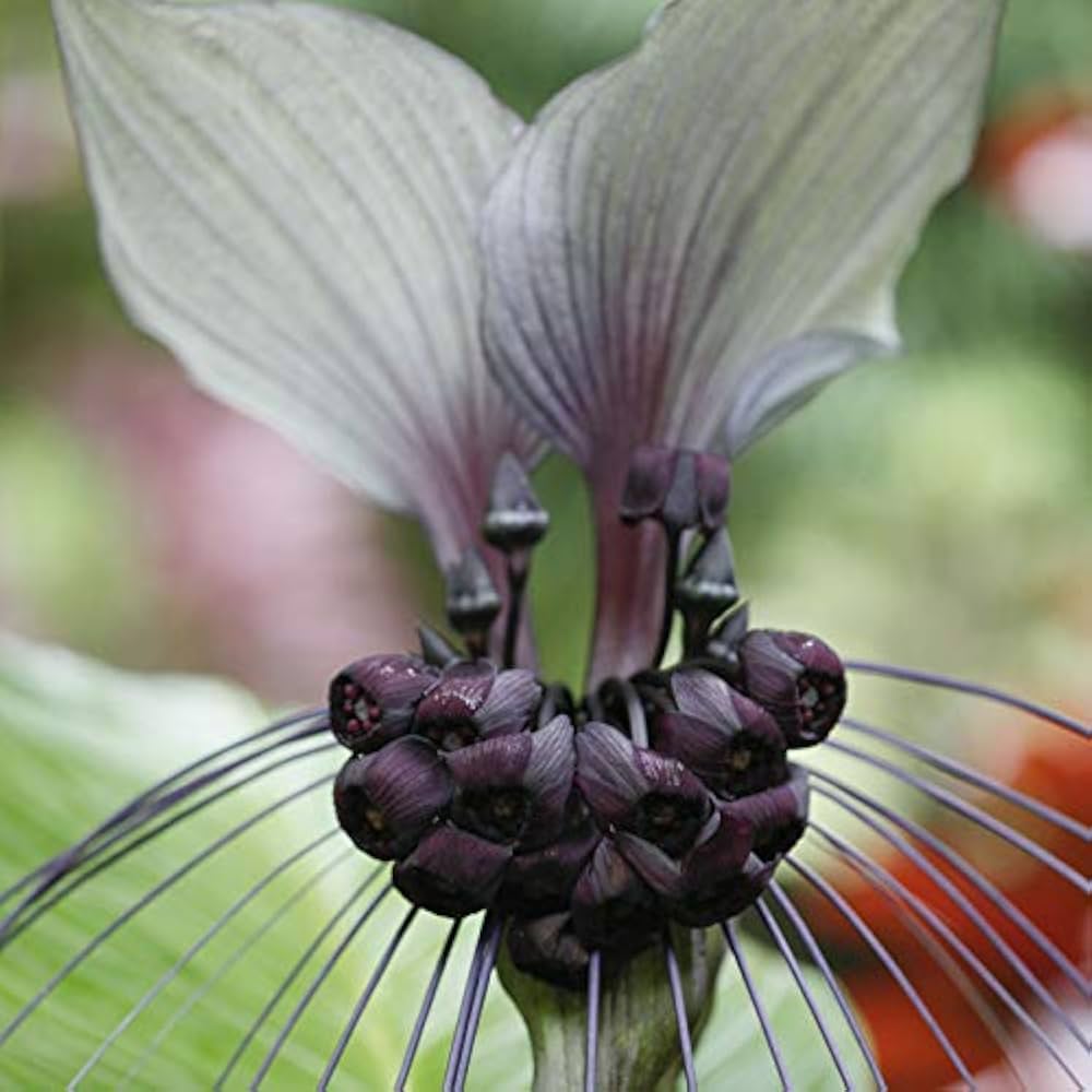 Water Grape Tacca palmata Seeds for Planting in Tropical Garden and Pond