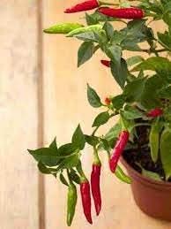 Chilli Vegetable Seeds for Planting