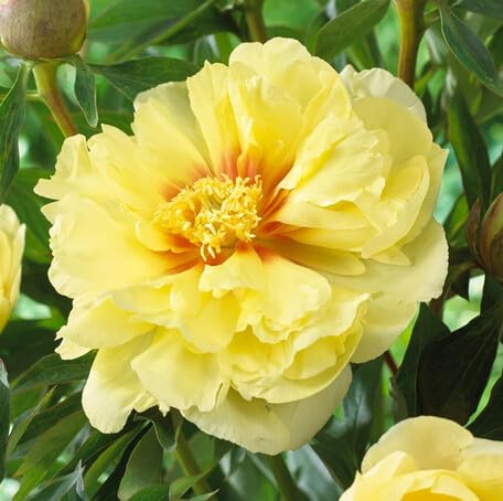 Yellow Peony Flower
