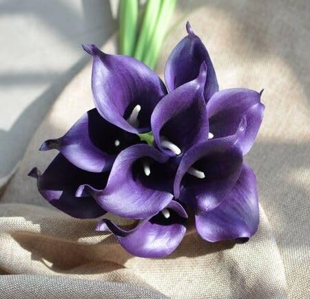 Voilet Callalily Flower - Heirloom, Non - Gmo Seeds