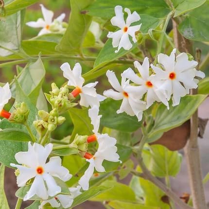 Harsingar Flower - Heirloom, Non - Gmo Seeds