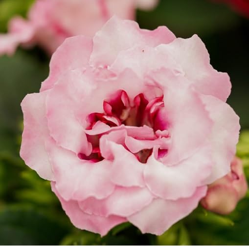 Pink Gloxina Flower - Heirloom, Non - Gmo Seeds