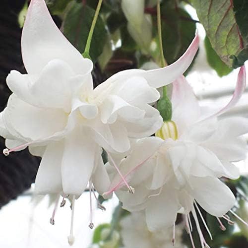 White Fuchsia Flower - Heirloom, Non - Gmo Seeds