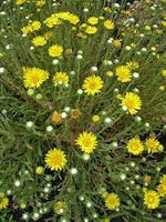 Grindelia Flower Seeds for Planting - 100 pcs for planting in your garden.