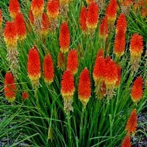 Heirloom Non-GMO Red Kniphofia Flower Seeds for Planting – Striking Torch-Lily Blooming Seeds