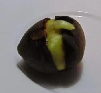 Camellia Sinensis Plant Seeds for Planting – Organic, Heirloom, Non-GMO Tea Plant Seeds Dhara Seeds