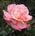 Claire Elizabeth Rose Rosa Claire Elizabeth for planting in flower border