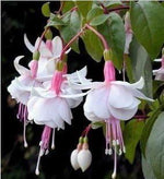 Heirloom Non-GMO White Pink Fuchsias Flower Seeds – Elegant Blooms for Garden Planting seeds for planting in home garden
