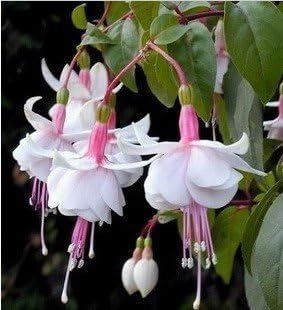 Heirloom Non-GMO White Pink Fuchsias Flower Seeds – Elegant Blooms for Garden Planting seeds for planting in home garden