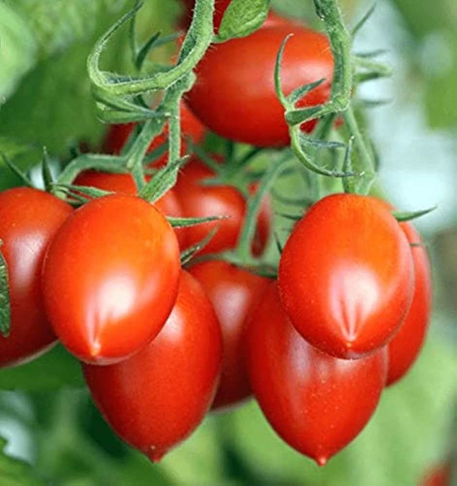 Tomato Roma Vf Imported – Heirloom, Non-GMO, High Germination Organic Garden Seeds