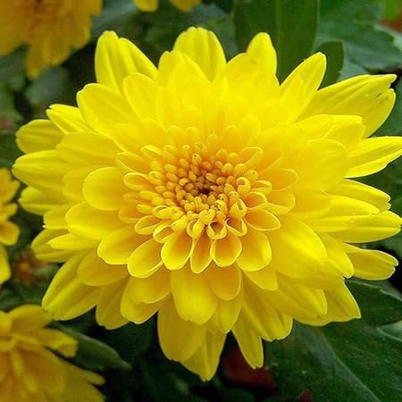 Yellow Chrysanthemum Flower - Heirloom, Non - Gmo Seeds