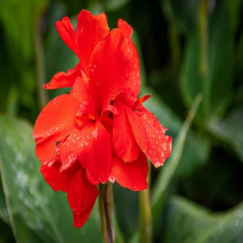 Red Canna Lily Flower - Heirloom, Non - Gmo Seeds
