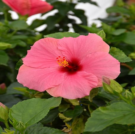 Pink Hibiscus Flower - Heirloom, Non - Gmo Seeds