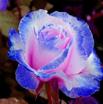 Pink and Blue Rose Flower Seeds for Planting Non-GMO Heirloom Garden Seeds for Growing