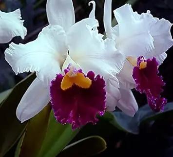 Cattleya Multicolor Orchid Seeds for Planting NON GMO Seeds Dhara Seeds