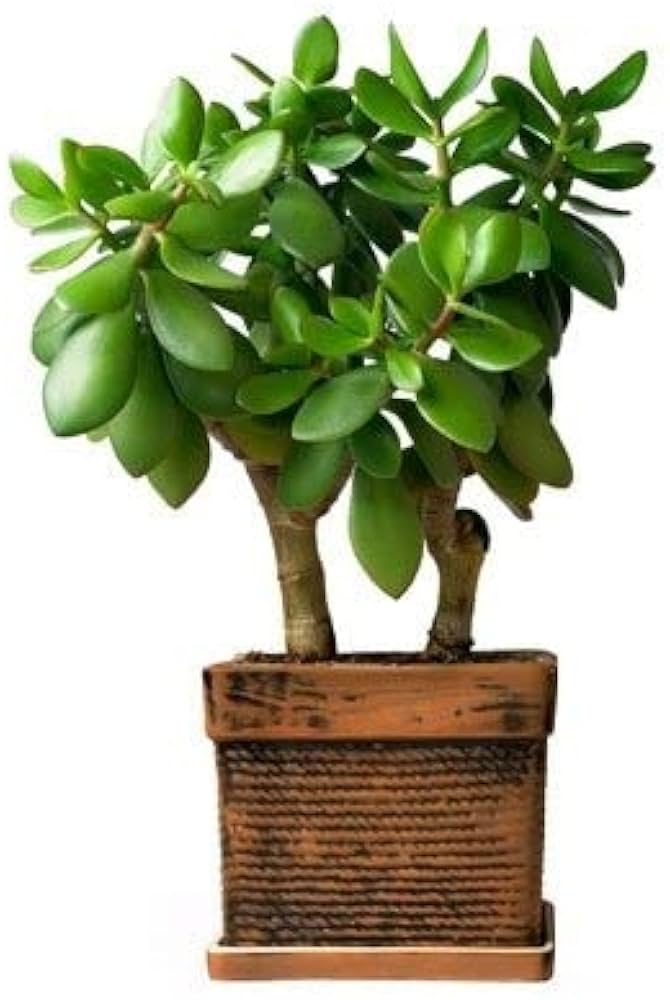 Crassula Ovata Crassula ovata Succulent Plant Seeds for Planting in Succulent Garden