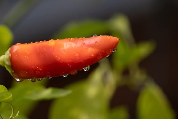 Pepper Capsicum Annuum Hungarian Sweet Wax Vegetable Seeds for Planting – Mild Variety for Kitchen Garden and Pickling